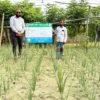 হাইমচরে প্রথমবারের মতো গ্রীষ্মকালীন পেঁয়াজের আবাদ, কৃষকদের মাঝে ব্যাপক আগ্রহ