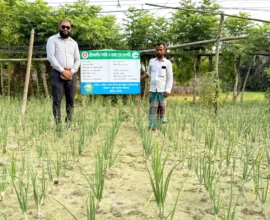 হাইমচরে প্রথমবারের মতো গ্রীষ্মকালীন পেঁয়াজের আবাদ, কৃষকদের মাঝে ব্যাপক আগ্রহ