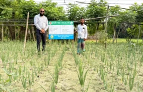 হাইমচরে প্রথমবারের মতো গ্রীষ্মকালীন পেঁয়াজের আবাদ, কৃষকদের মাঝে ব্যাপক আগ্রহ