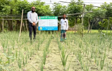 হাইমচরে প্রথমবারের মতো গ্রীষ্মকালীন পেঁয়াজের আবাদ, কৃষকদের মাঝে ব্যাপক আগ্রহ