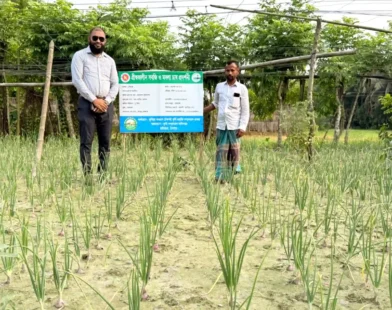 হাইমচরে প্রথমবারের মতো গ্রীষ্মকালীন পেঁয়াজের আবাদ, কৃষকদের মাঝে ব্যাপক আগ্রহ