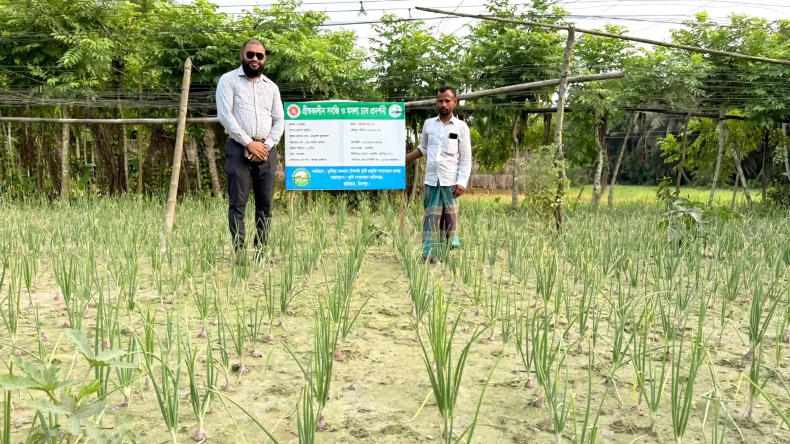হাইমচরে প্রথমবারের মতো গ্রীষ্মকালীন পেঁয়াজের আবাদ, কৃষকদের মাঝে ব্যাপক আগ্রহ