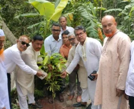 হাইমচরে সরকারি প্রাথমিক বিদ্যালয়ে প্রধানমন্ত্রীর বৃক্ষরোপণ কর্মসূচি পালিত
