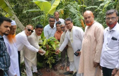 হাইমচরে সরকারি প্রাথমিক বিদ্যালয়ে প্রধানমন্ত্রীর বৃক্ষরোপণ কর্মসূচি পালিত