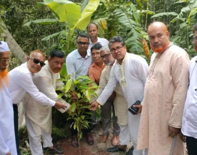 হাইমচরে সরকারি প্রাথমিক বিদ্যালয়ে প্রধানমন্ত্রীর বৃক্ষরোপণ কর্মসূচি পালিত